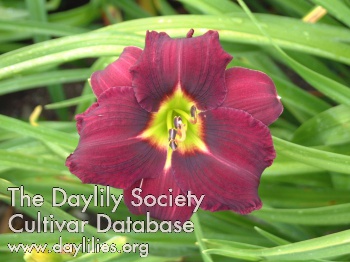 Daylily Catherine Neal